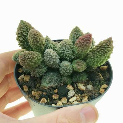 Adromischus marianae f. herrei 'Red Coral'