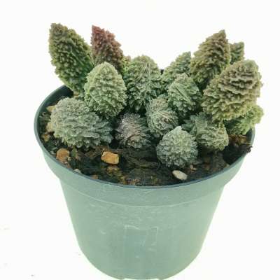 Adromischus marianae f. herrei 'Red Coral' - Giromagi