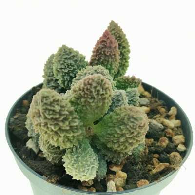 Adromischus marianae f. herrei 'Red Coral' - Giromagi