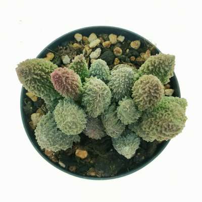 Adromischus marianae f. herrei 'Red Coral' - Giromagi