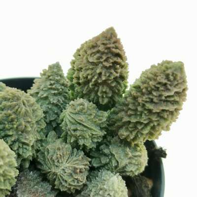 Adromischus marianae f. herrei 'Red Coral' - Giromagi