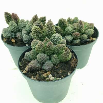 Adromischus marianae f. herrei 'Red Coral' - Giromagi