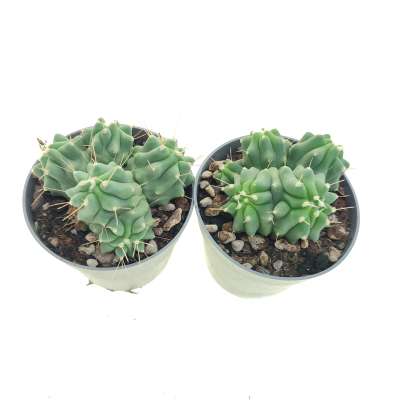 Ferocactus glaucescens f. inermis dicotomica prolifera - Giromagi