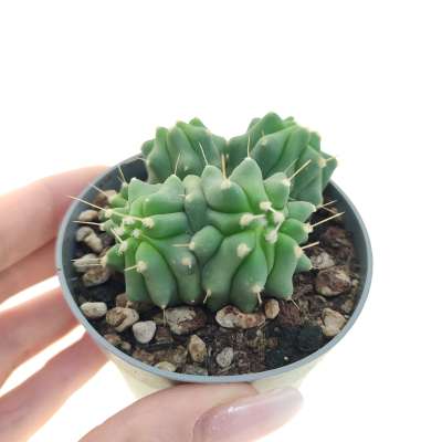 Ferocactus glaucescens f. inermis dicotomica prolifera