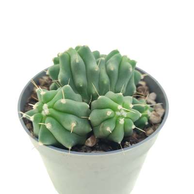 Ferocactus glaucescens f. inermis dicotomica prolifera - Giromagi