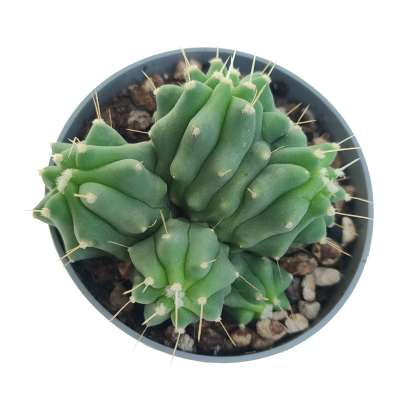 Ferocactus glaucescens f. inermis dicotomica prolifera - Giromagi