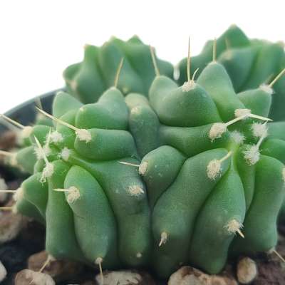 Ferocactus glaucescens f. inermis dicotomica prolifera - Giromagi