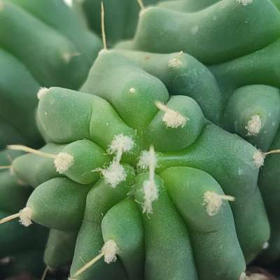 Ferocactus glaucescens f. inermis dicotomica prolifera - Giromagi