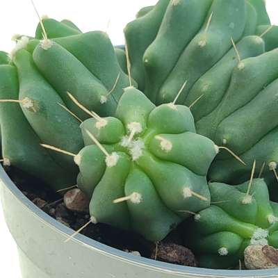 Ferocactus glaucescens f. inermis dicotomica prolifera - Giromagi