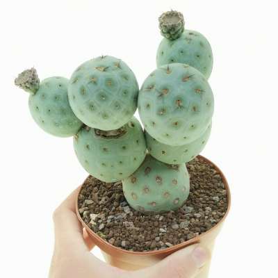 Tephrocactus geometricus (Old plant) - Giromagi