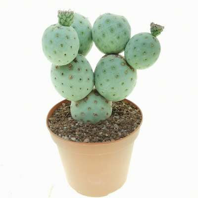 Tephrocactus geometricus (Old plant) - Giromagi