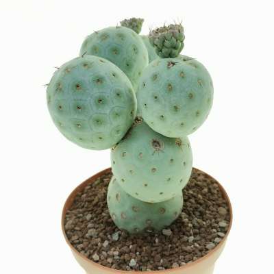Tephrocactus geometricus (Old plant) - Giromagi