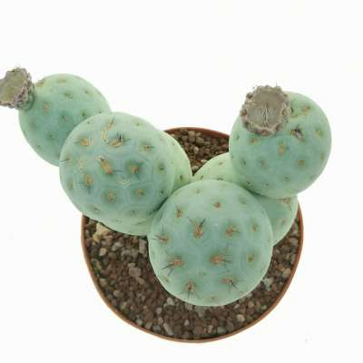 Tephrocactus geometricus (Old plant) - Giromagi