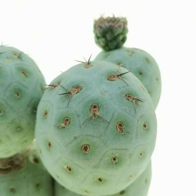 Tephrocactus geometricus (Old plant) - Giromagi