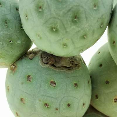 Tephrocactus geometricus (Old plant) - Giromagi