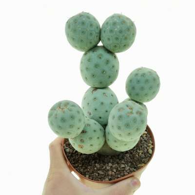Tephrocactus geometricus (Old plant) - Giromagi