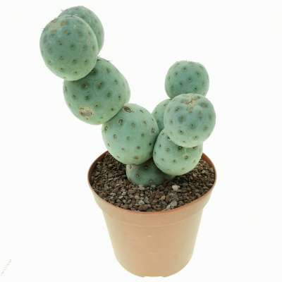 Tephrocactus geometricus (Old plant) - Giromagi