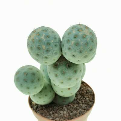 Tephrocactus geometricus (Old plant) - Giromagi