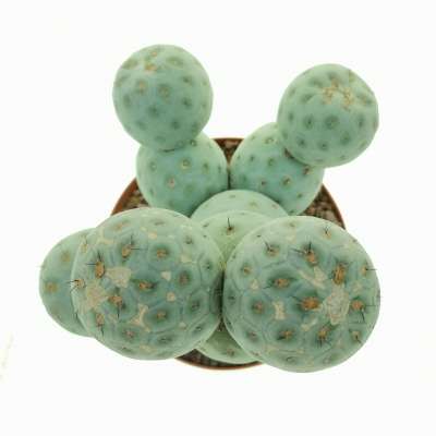 Tephrocactus geometricus (Old plant) - Giromagi