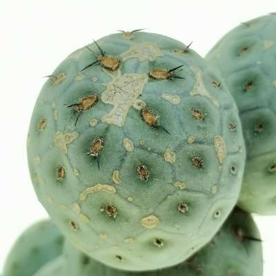 Tephrocactus geometricus (Old plant) - Giromagi