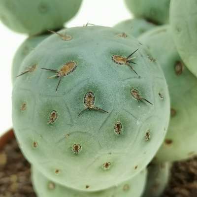 Tephrocactus geometricus (Old plant) - Giromagi