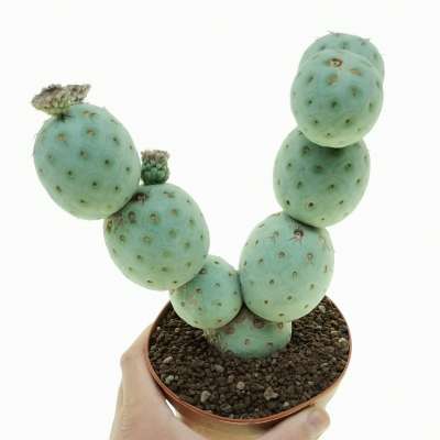 Tephrocactus geometricus (Old plant) - Giromagi