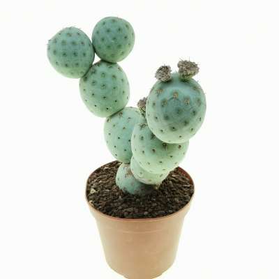 Tephrocactus geometricus (Old plant) - Giromagi