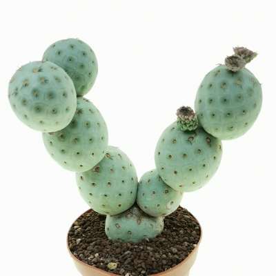 Tephrocactus geometricus (Old plant) - Giromagi