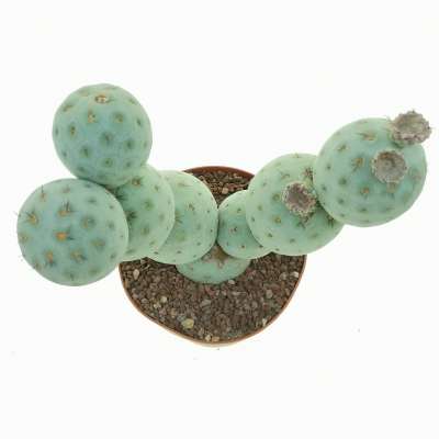 Tephrocactus geometricus (Old plant) - Giromagi
