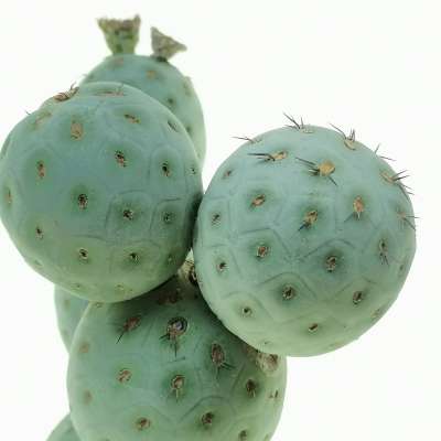 Tephrocactus geometricus (Old plant) - Giromagi