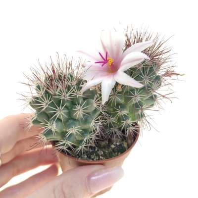 Mammillaria fraileana