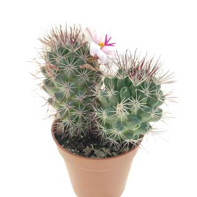 Mammillaria fraileana - Giromagi