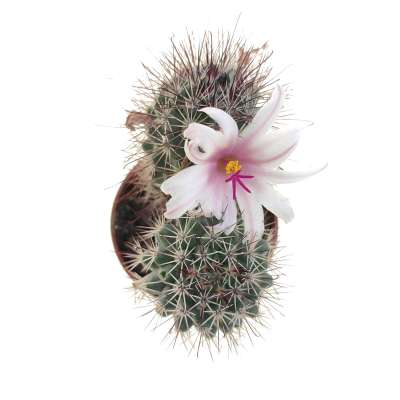 Mammillaria fraileana - Giromagi