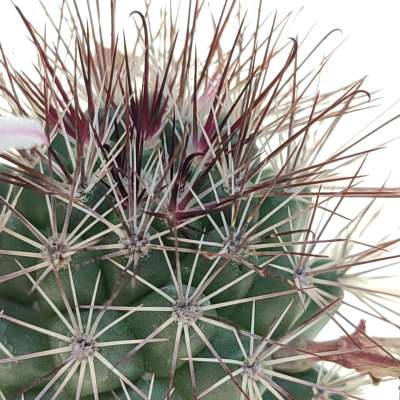 Mammillaria fraileana - Giromagi