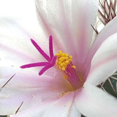 Mammillaria fraileana - Giromagi