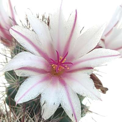 Mammillaria fraileana - Giromagi