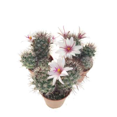 Mammillaria fraileana - Giromagi