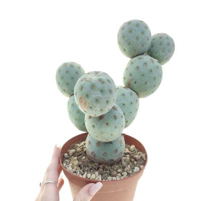 Tephrocactus geometricus (Old plant)