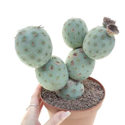 Tephrocactus geometricus (Old plant)