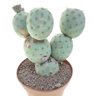 Tephrocactus geometricus (Old plant) - Giromagi