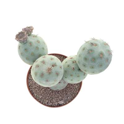 Tephrocactus geometricus (Old plant) - Giromagi