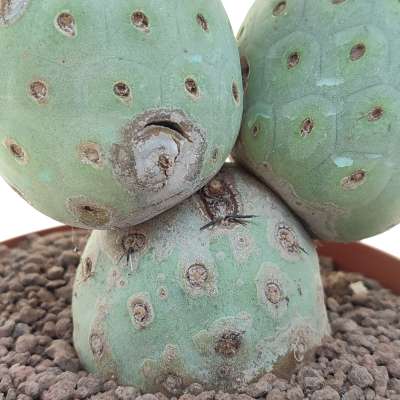 Tephrocactus geometricus (Old plant) - Giromagi