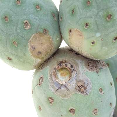 Tephrocactus geometricus (Old plant) - Giromagi