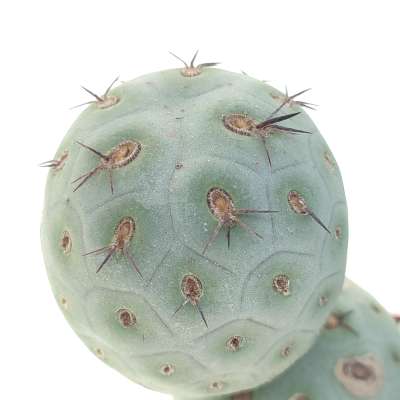 Tephrocactus geometricus (Old plant) - Giromagi