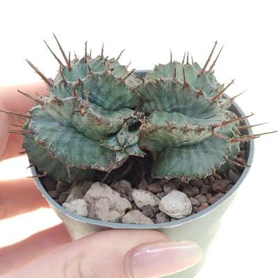 Euphorbia horrida f. dicotomica