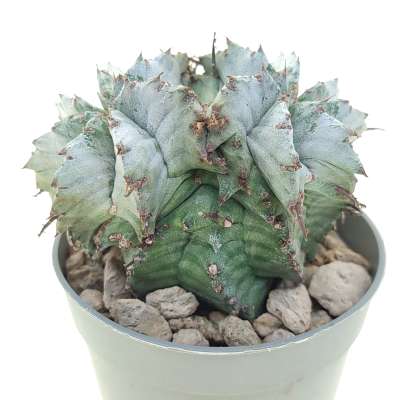 Euphorbia horrida var. Alba f. dicotomica - Giromagi