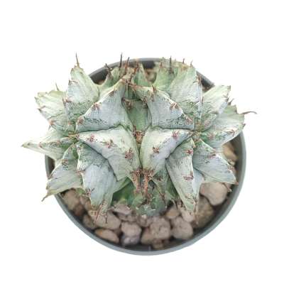 Euphorbia horrida var. Alba f. dicotomica - Giromagi