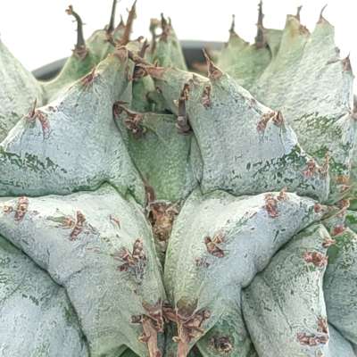 Euphorbia horrida var. Alba f. dicotomica - Giromagi