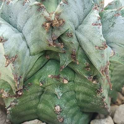 Euphorbia horrida var. Alba f. dicotomica - Giromagi