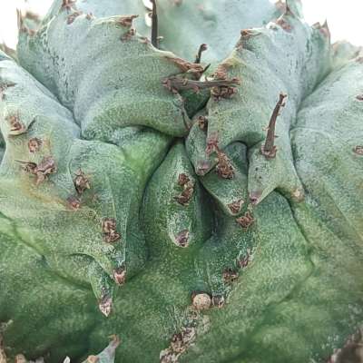 Euphorbia horrida var. Alba f. dicotomica - Giromagi